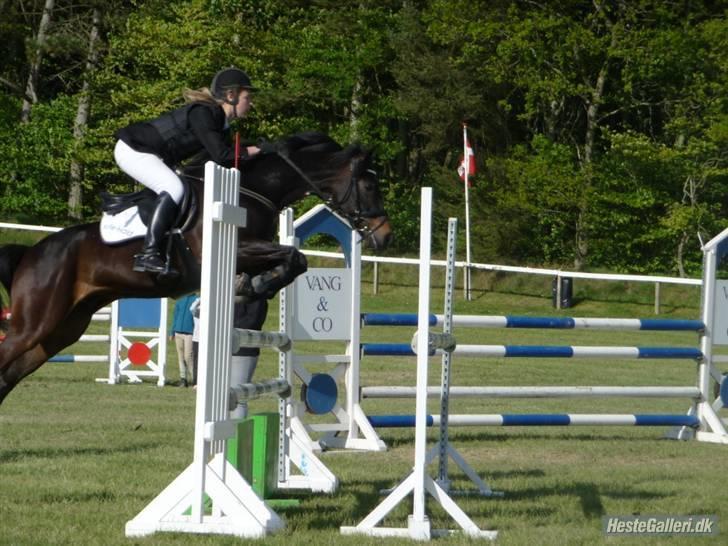 DSP Tovdal´s Ace of diamond   - nr. 18 LA billede 18