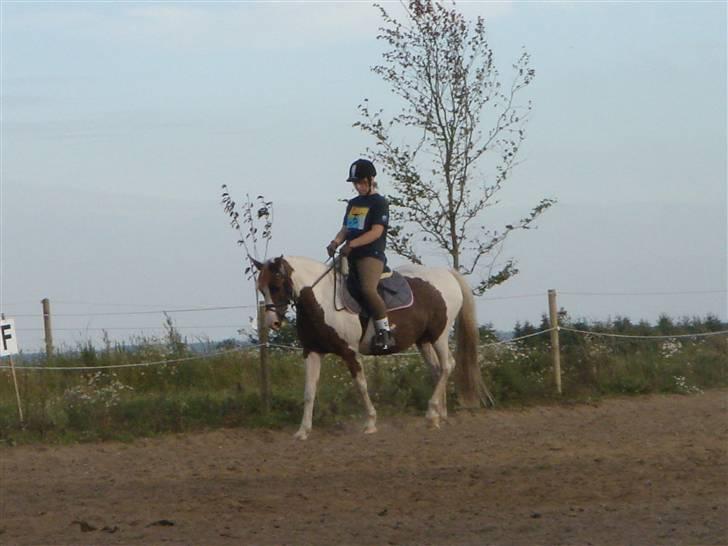 Pinto Speedy I I  billede 5