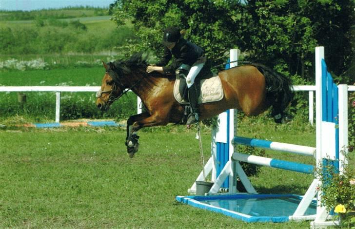 DSP Snit A-pony - Var der forresten guldfisk i??? billede 2