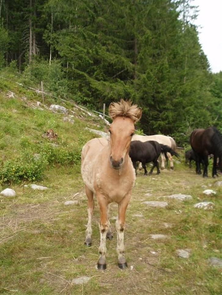 Anden særlig race Mestis billede 1