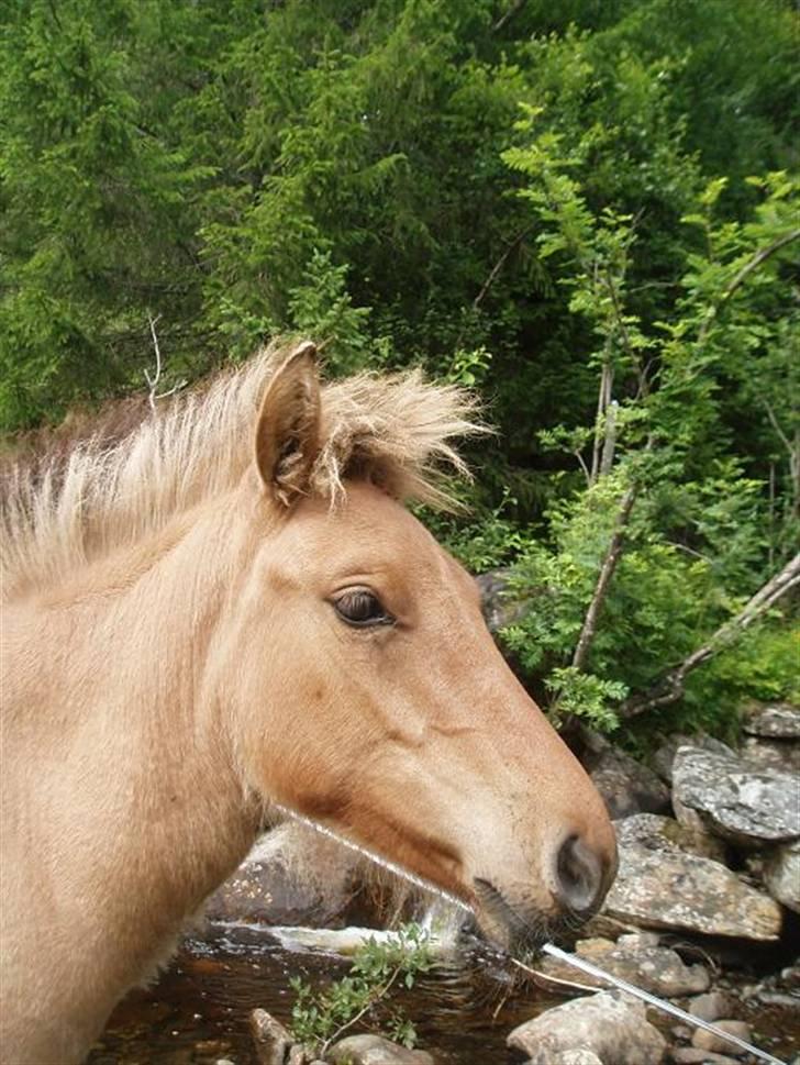 Anden særlig race Mestis billede 2
