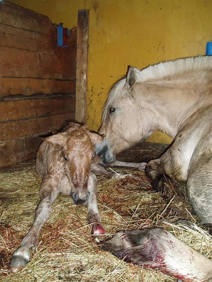 Anden særlig race Mestis billede 4