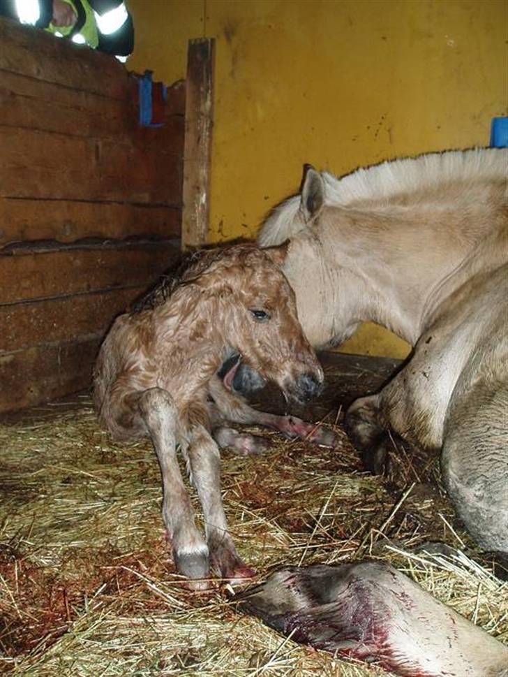 Anden særlig race Mestis billede 5