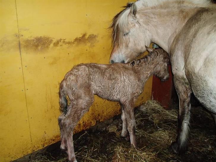 Anden særlig race Mestis billede 6
