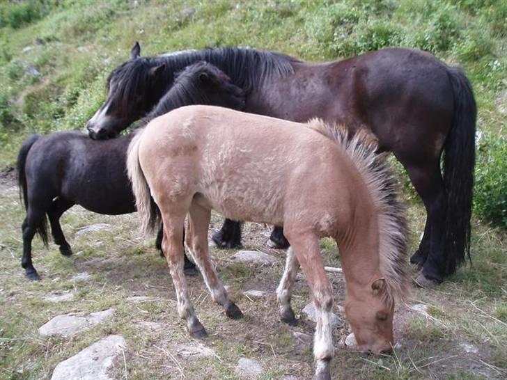 Anden særlig race Mestis billede 7