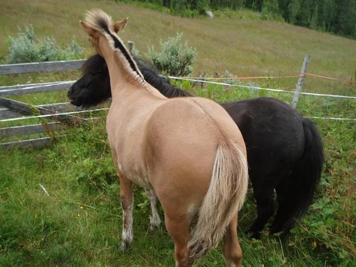 Anden særlig race Mestis billede 9