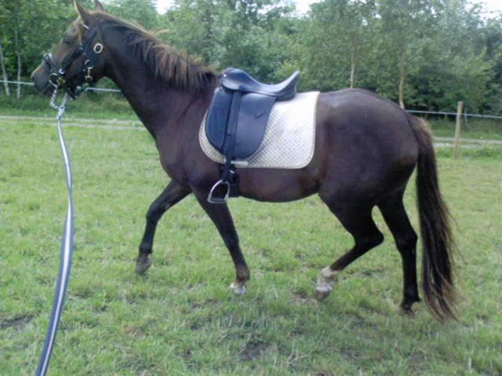 DSP Mitit billede 15