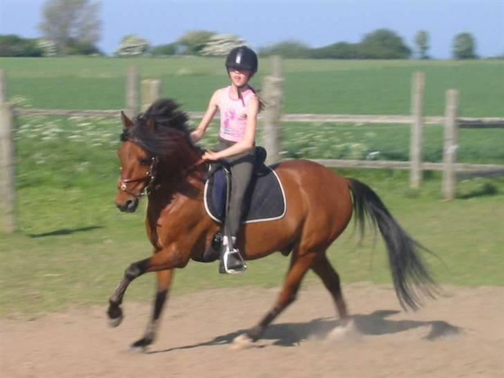 DSP Snit A-pony - Skøn galop.. billede 6