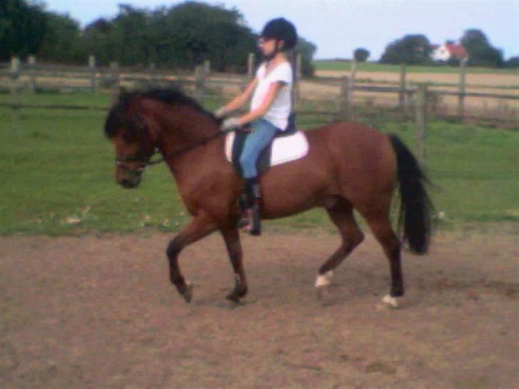 DSP Snit A-pony - Hjemme på ridebanen billede 7