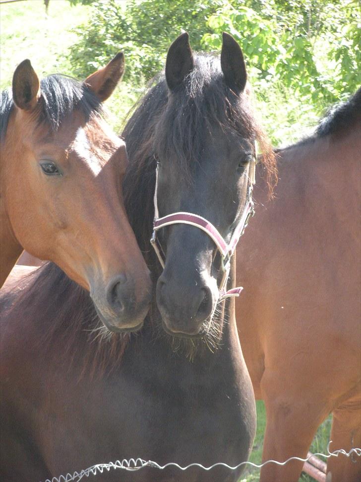 Frieser Naomi Sophie  - jeg elsker naomi sophie Fotograf: mor billede 12