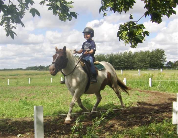 Shetlænder Asterix  (Solgt) - Jonas på Asterix sommer 2007 billede 1