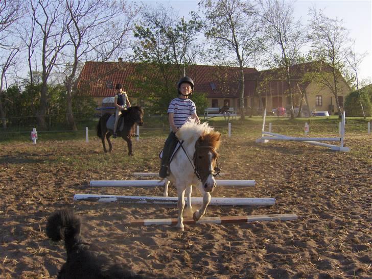 Shetlænder Asterix  (Solgt) - Jonas og Asteris øver at ride over bomme billede 5