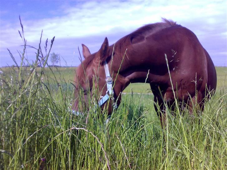 New Forest Mirella Cascarino billede 10