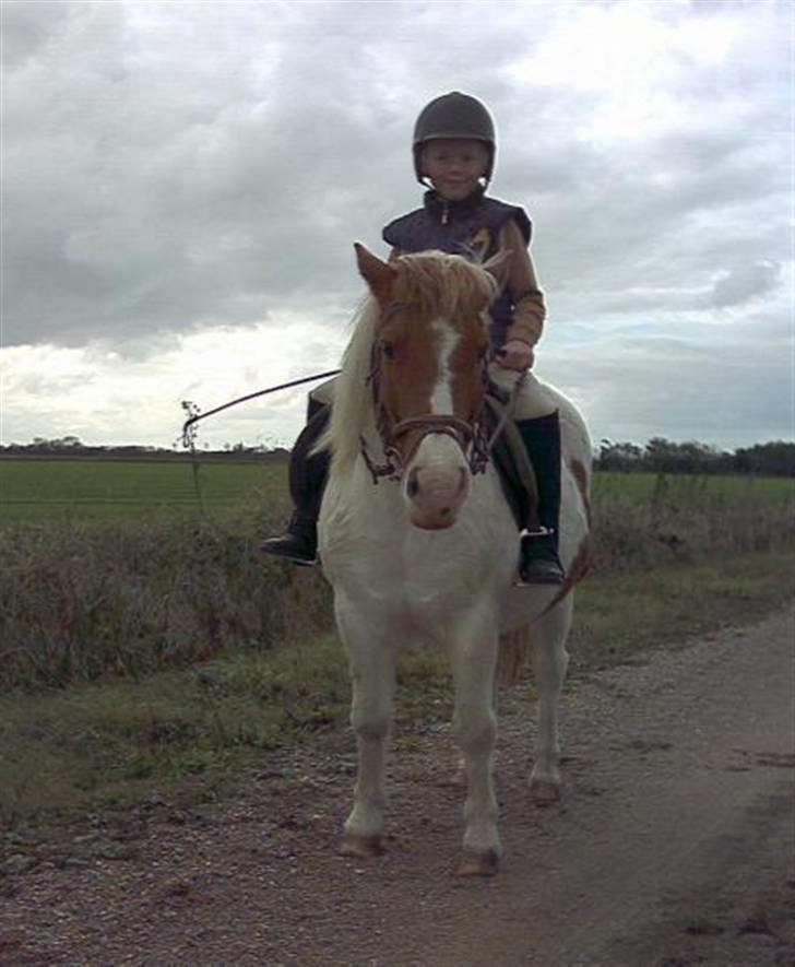 Shetlænder Asterix  (Solgt) - Marcus på Asterix billede 6