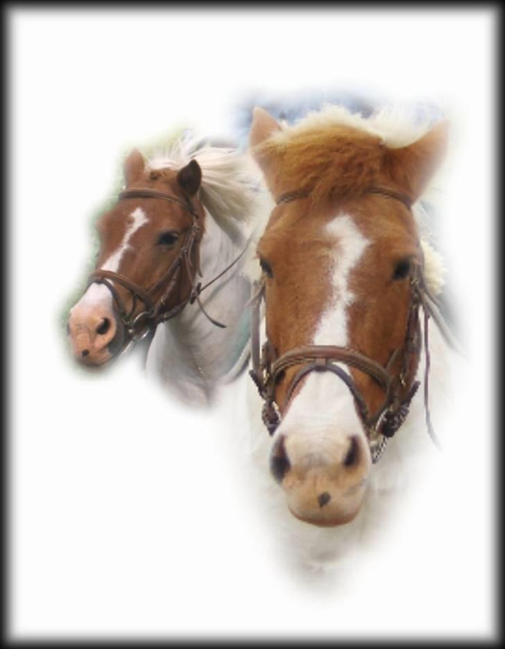 Shetlænder Asterix  (Solgt) - Asterix billede 9