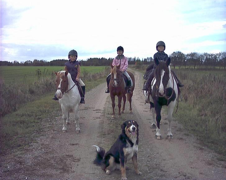 Shetlænder Asterix  (Solgt) - Familien på tur billede 13