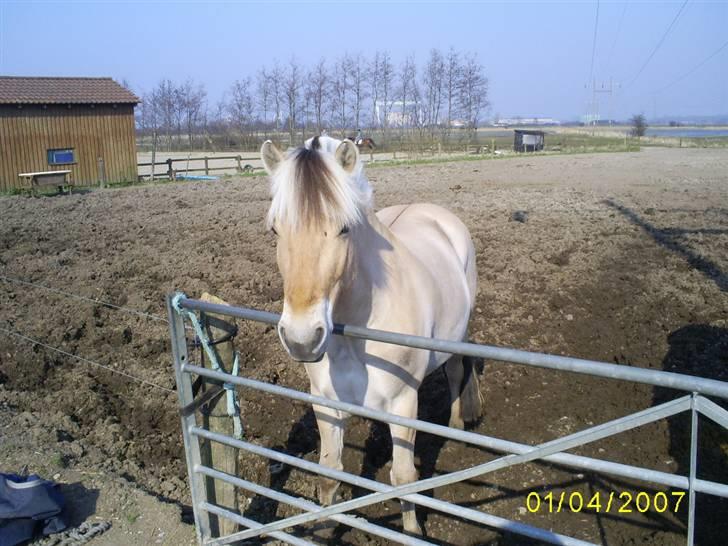 Fjordhest Eddie - Har passet :-) - En pony, med et hjerte af guld :-) billede 7