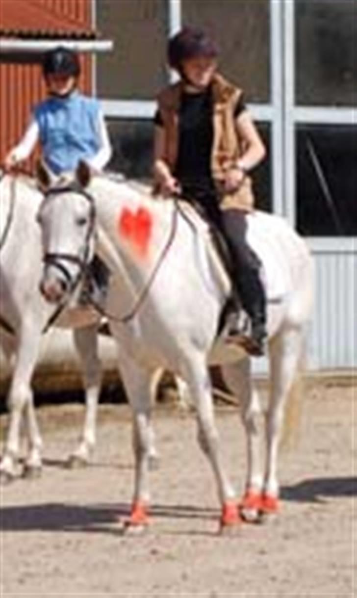 Arabisk fuldblod (OX) Djill Ann - Venter på at optoget begynder. billede 17