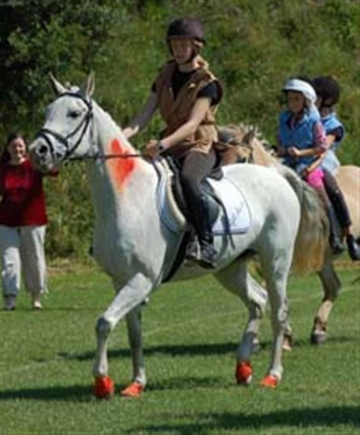 Arabisk fuldblod (OX) Djill Ann - Varmer op til ringridning. billede 18