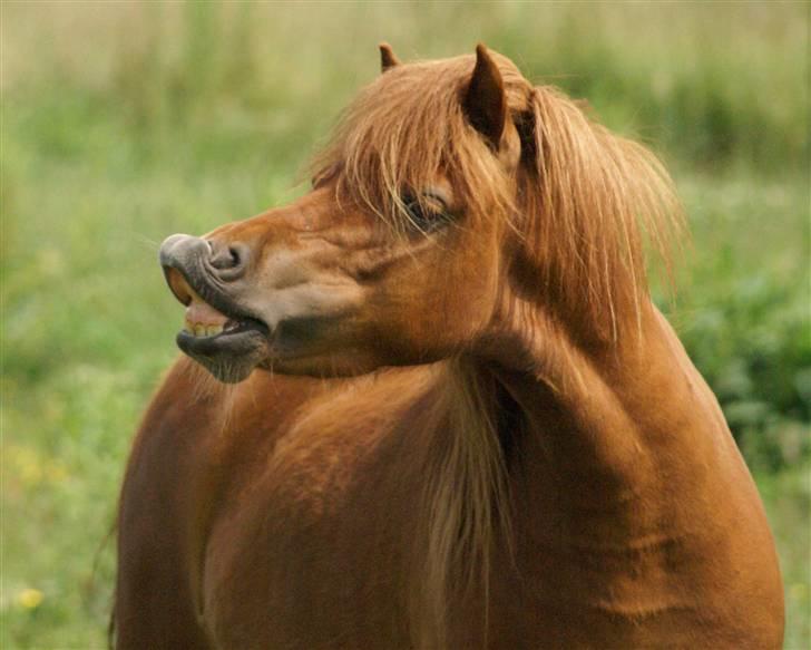 Shetlænder  munkebjergs prinsesse billede 1