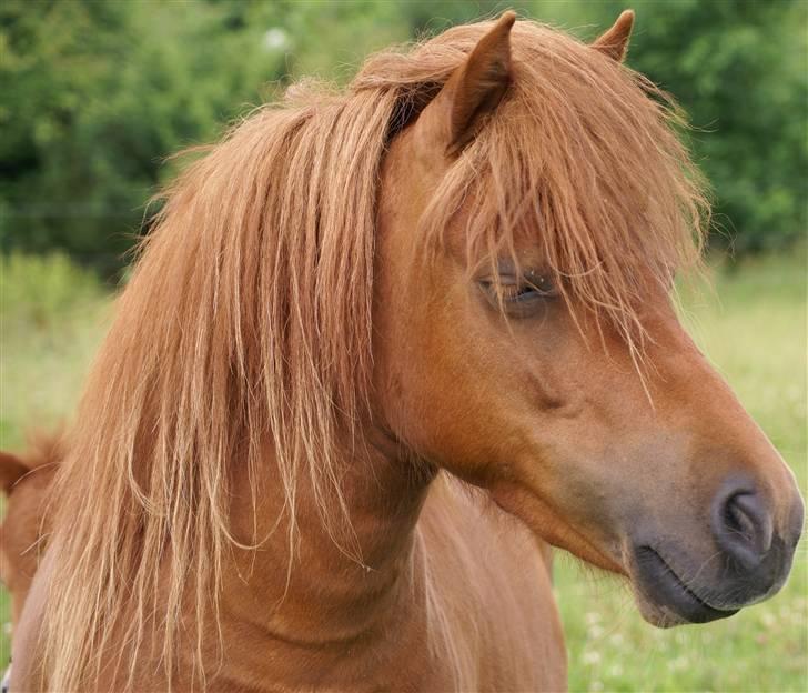 Shetlænder  munkebjergs prinsesse billede 2