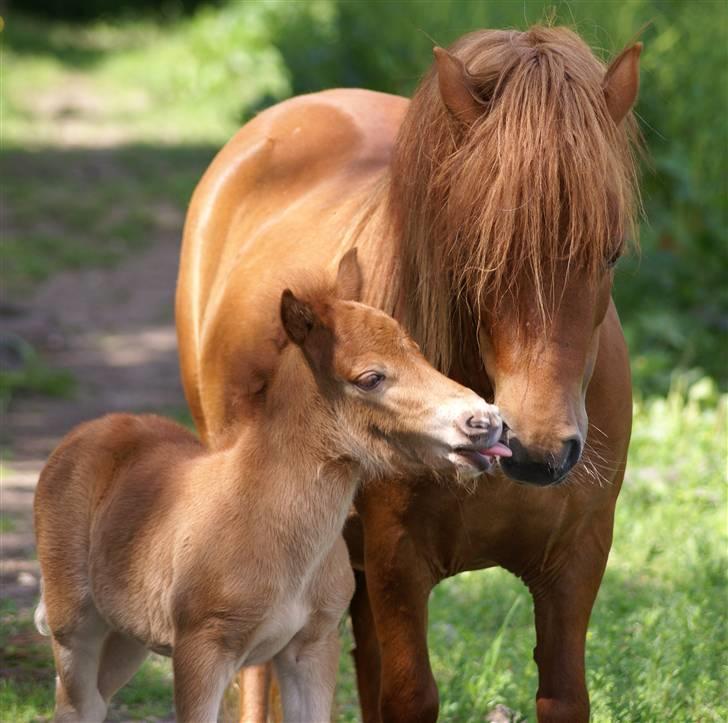 Shetlænder  munkebjergs prinsesse billede 3