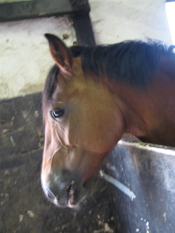 Anden særlig race Marcie *død* billede 6