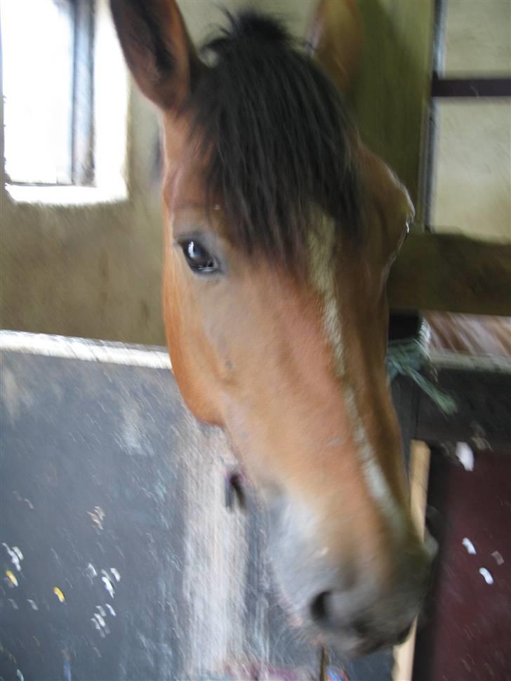 Anden særlig race Marcie *død* - babyface? billede 7