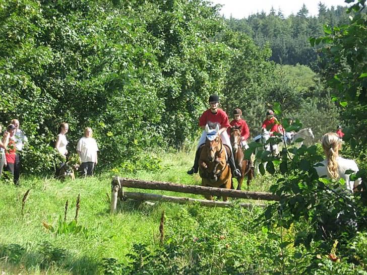 New Forest Enggaardens Frej billede 11