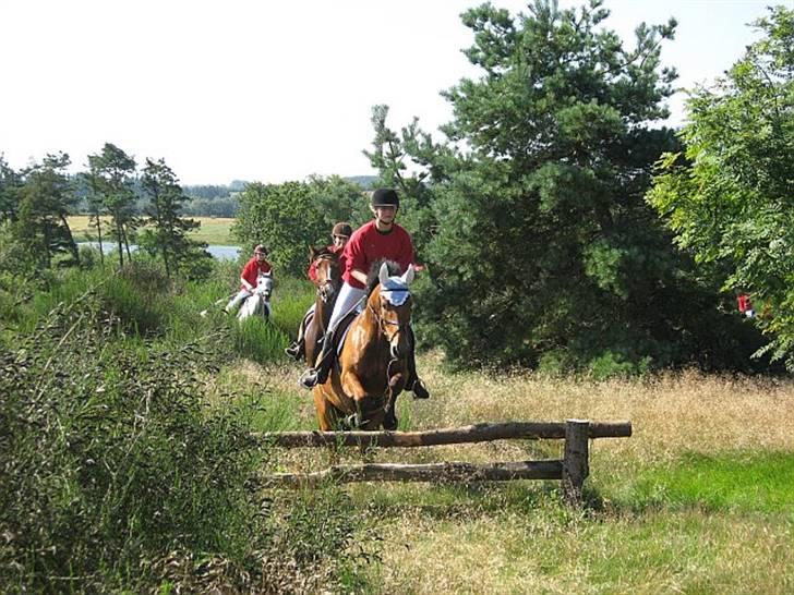 New Forest Enggaardens Frej billede 12