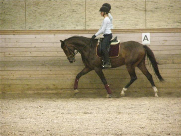Dansk Varmblod Liana - Trav..  billede 16