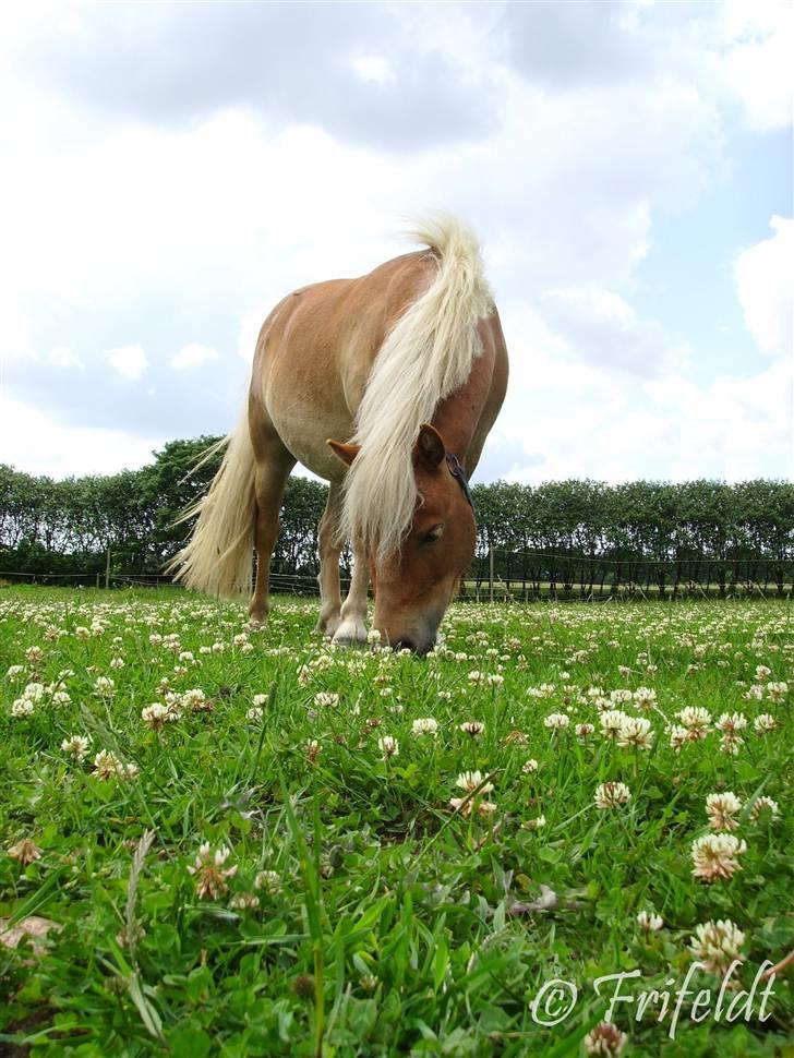 Anden særlig race Coco billede 1