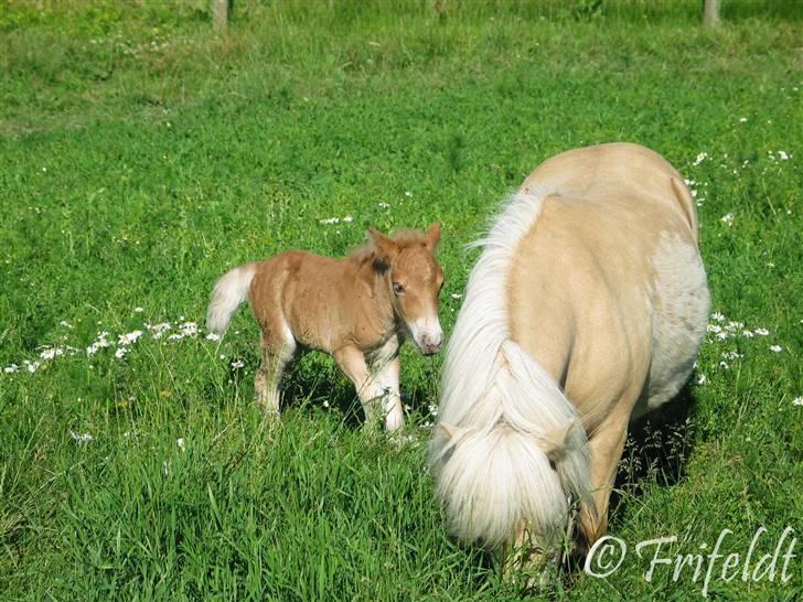 Anden særlig race Coco billede 2