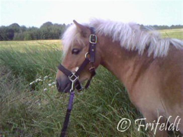 Anden særlig race Coco billede 4