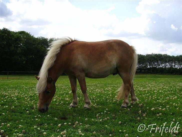 Anden særlig race Coco billede 5