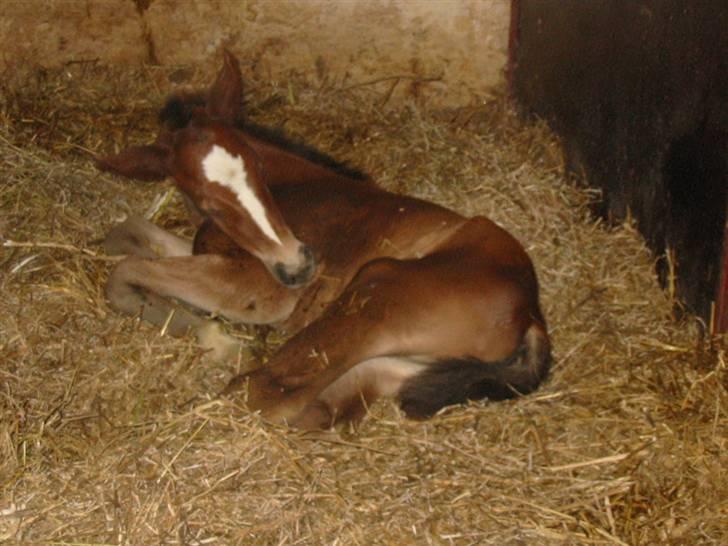 Dansk Varmblod Victoria - også som føl... billede 5