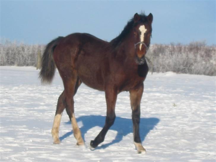 Dansk Varmblod Victoria billede 6