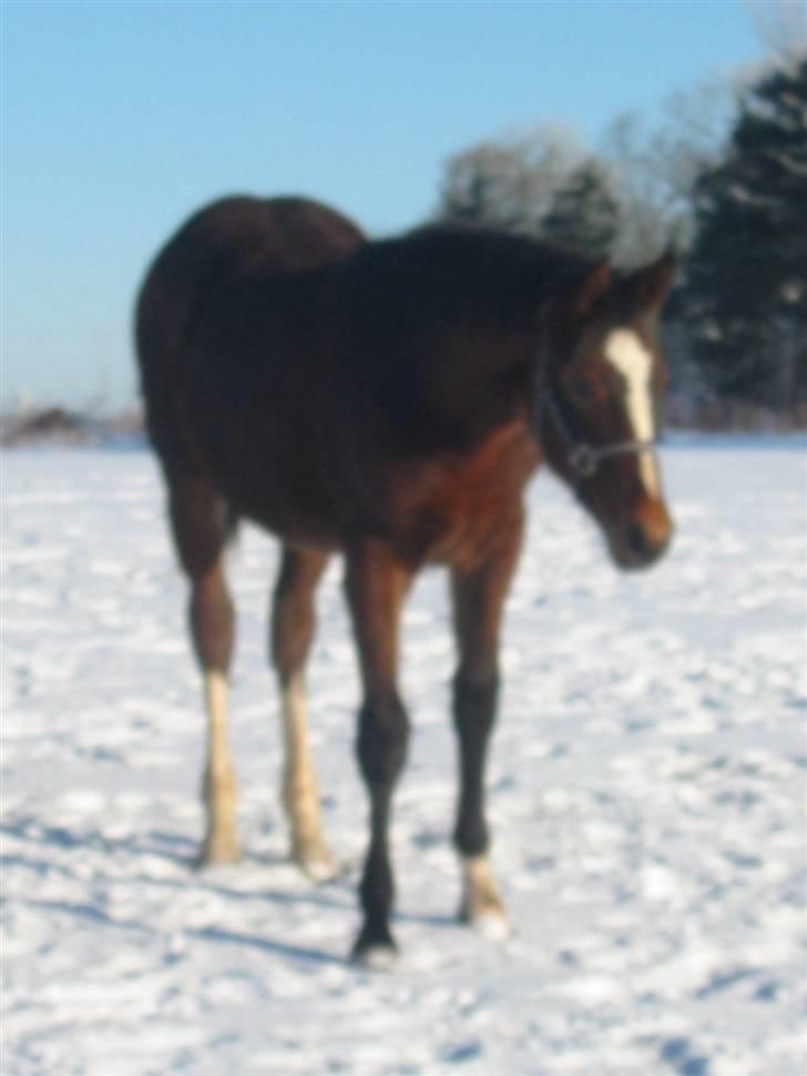 Dansk Varmblod Victoria billede 7