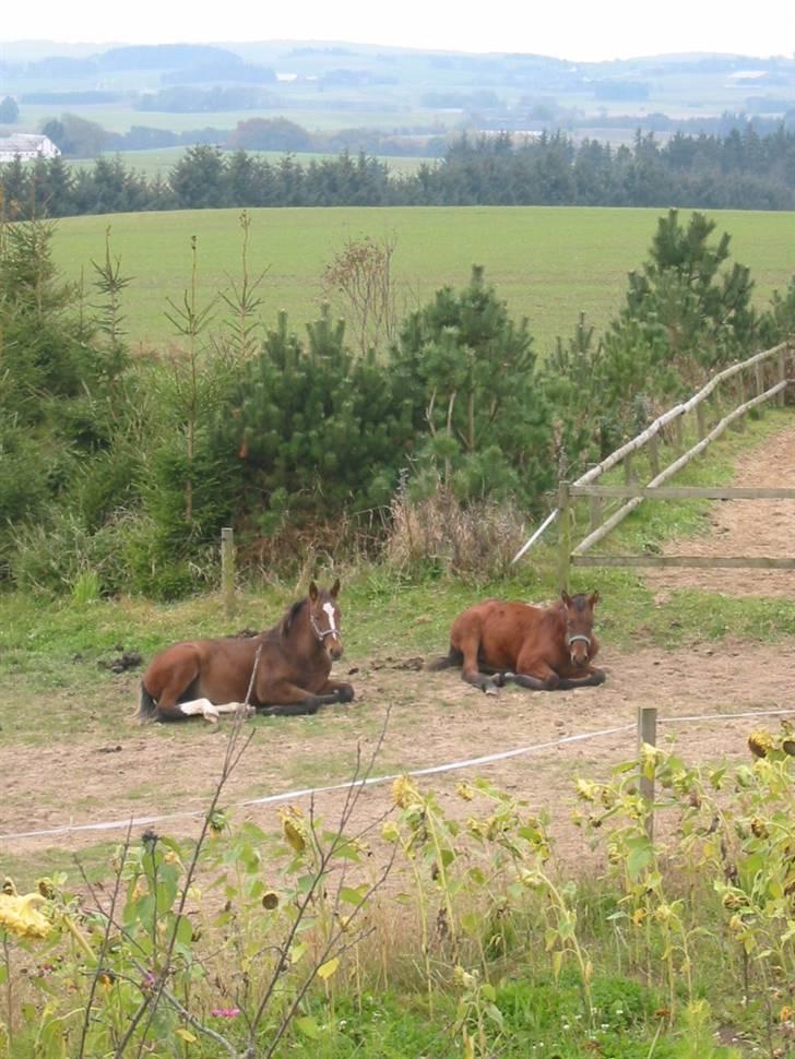 Dansk Varmblod Victoria - Victoria og hendes veninde Flicka billede 8