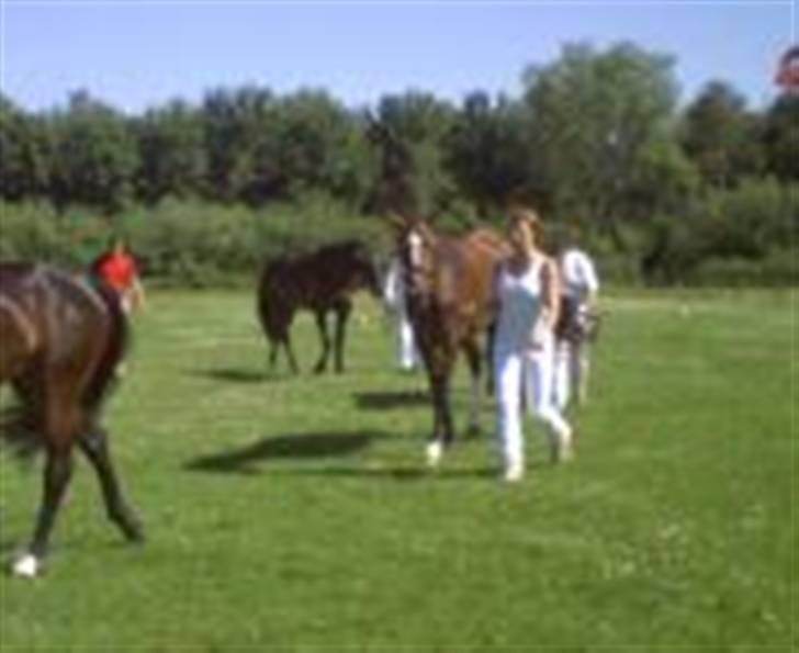 Dansk Varmblod Victoria - Til eksteriørkåring billede 9