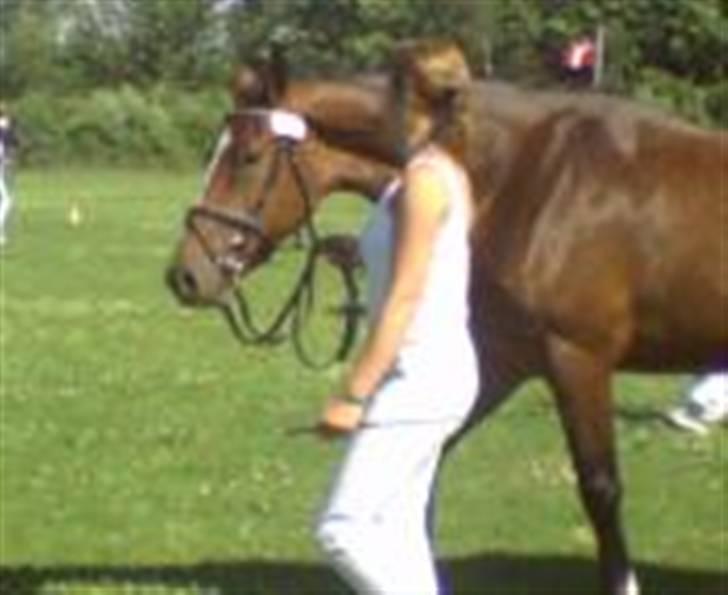 Dansk Varmblod Victoria - Til eksteriørkåring billede 10