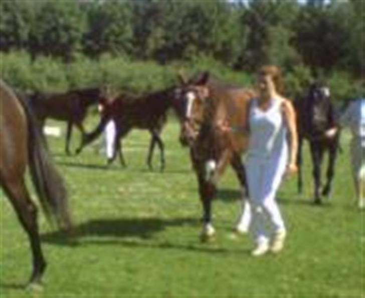 Dansk Varmblod Victoria - Til eksteriørkåring billede 11