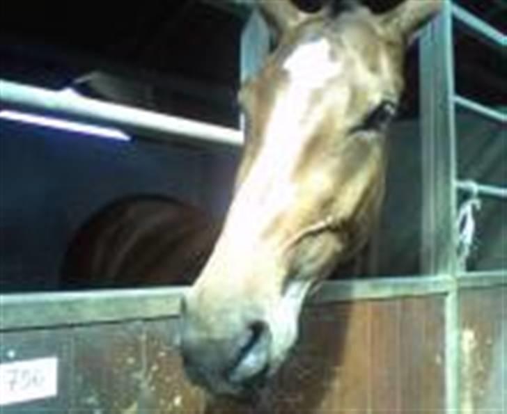 Dansk Varmblod Victoria billede 12