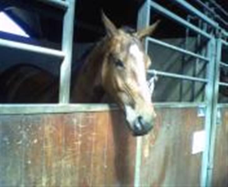 Dansk Varmblod Victoria billede 13