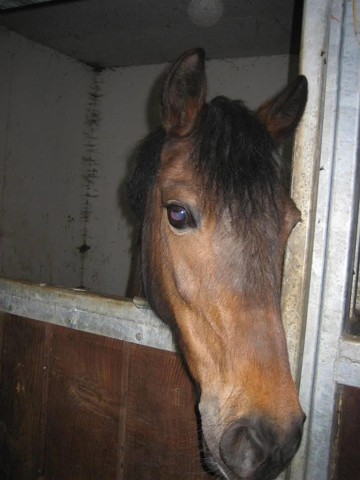 Welsh Pony (sec B) Rikke - I boksen billede 13