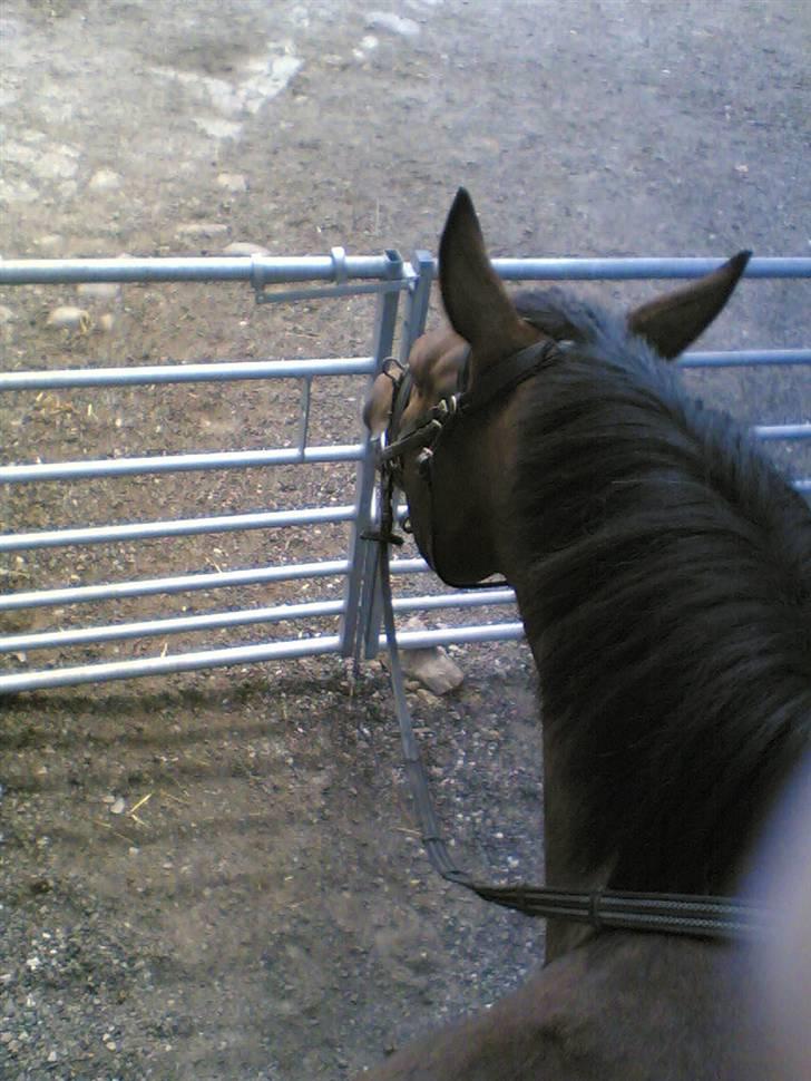 Oldenborg Debbie *gammel part* - Den faaarlige låge på gården, som Debbie ikke vil forbi xD billede 7