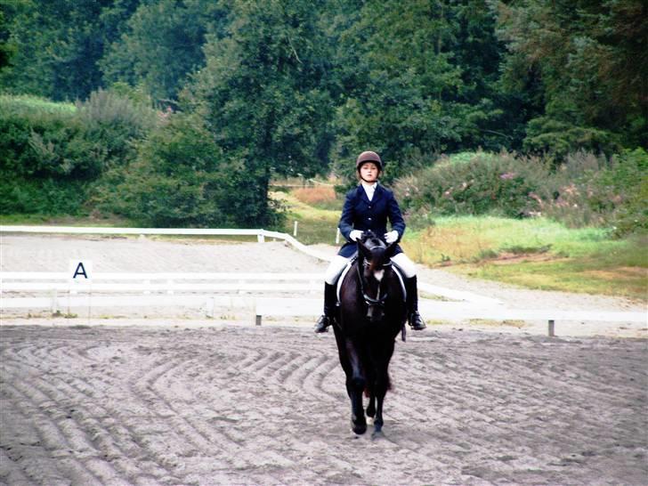 Anden særlig race Ebony *Solgt* - Ebony til sit første stævne på  BSR Lc1 billede 13