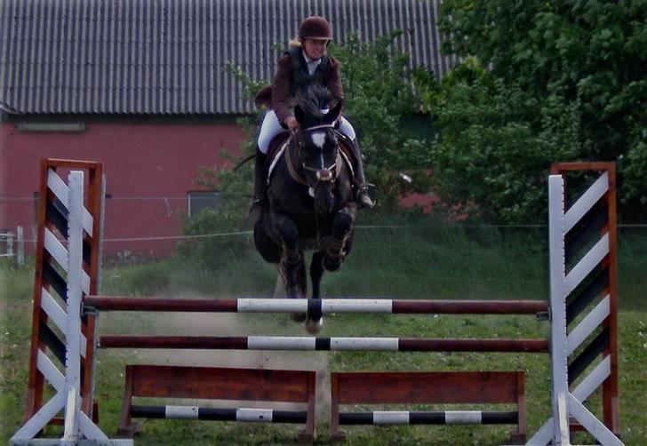 Anden særlig race Ebony *Solgt* - Den fede i lc:) billede 14