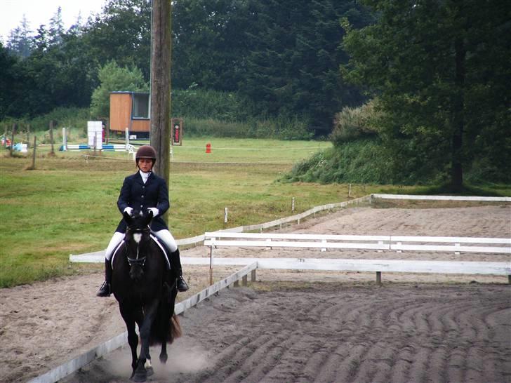 Anden særlig race Ebony *Solgt* billede 15