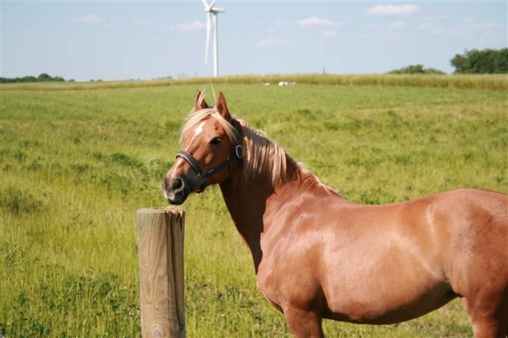 Haflinger Hope <33 - en glad hest på marken foto: mig.  billede 3